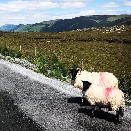 Sheep in the Irish countryside